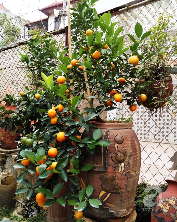 quất bonsai 